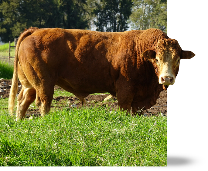 limousin