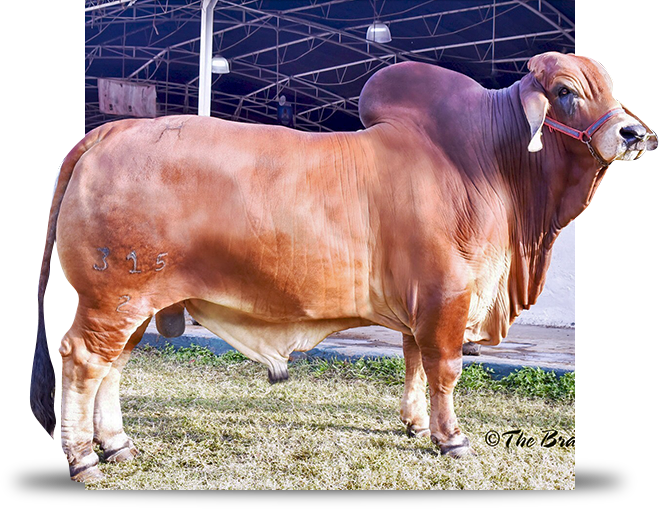 brahman