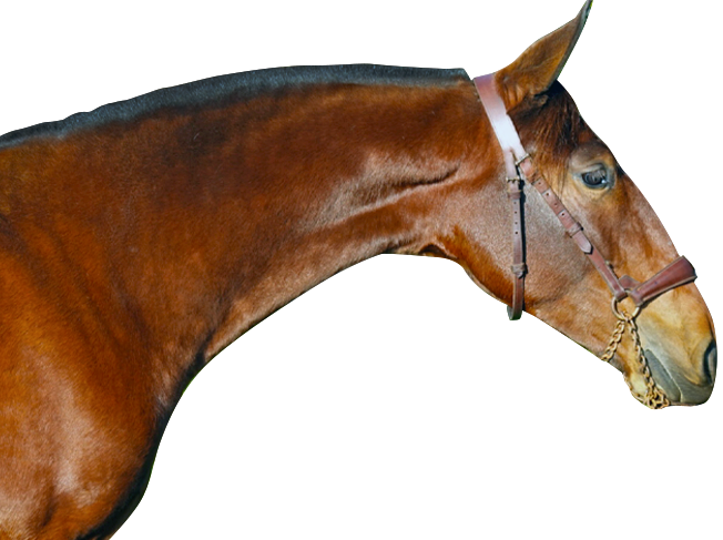Rancho El Taray